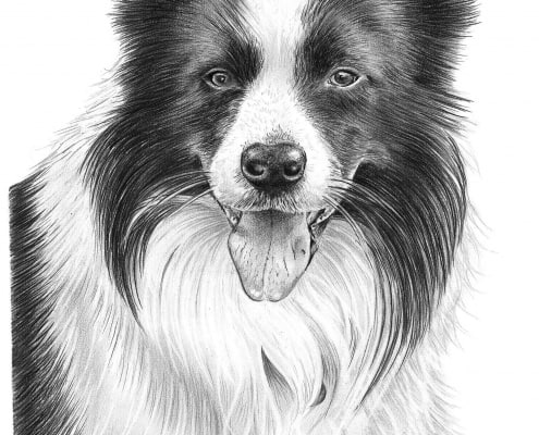Pencil Drawing of Border Collie Dog