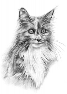 Pencil Drawing of Maine Coon Cat