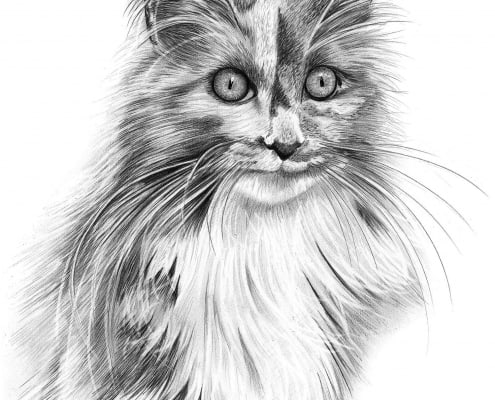 Pencil Drawing of Maine Coon Cat