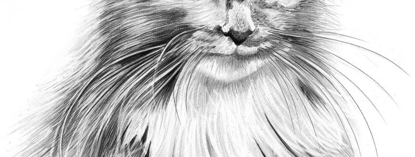 Pencil Drawing of Maine Coon Cat