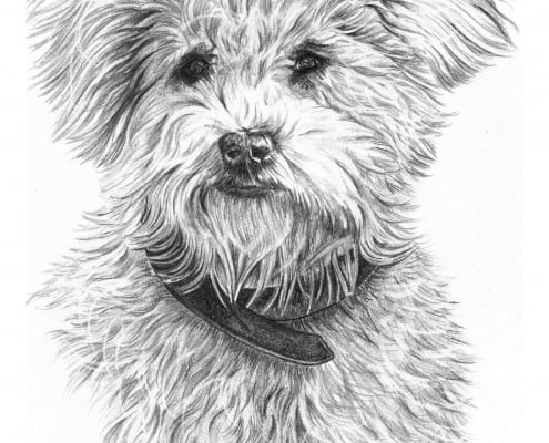 Dog Drawing in Pencil