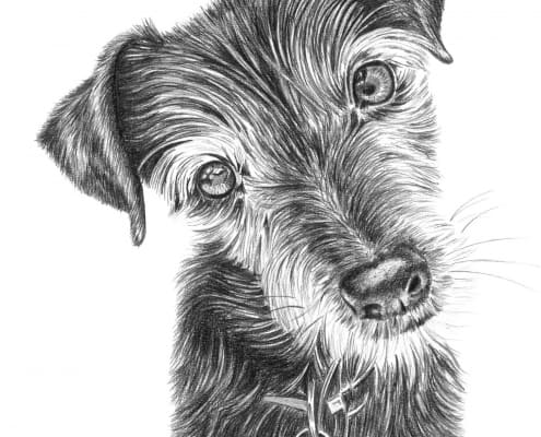 Pencil Portrait of Dog