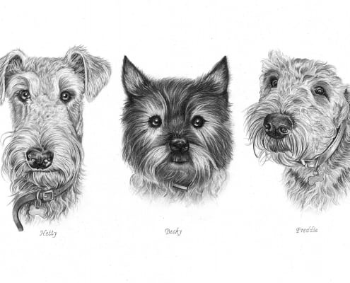 Pencil Portraits of Dogs