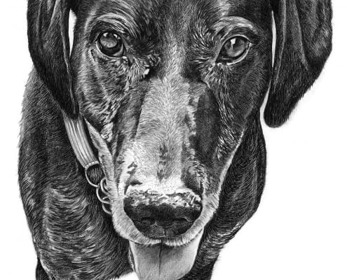 Pencil Sketch of Dog