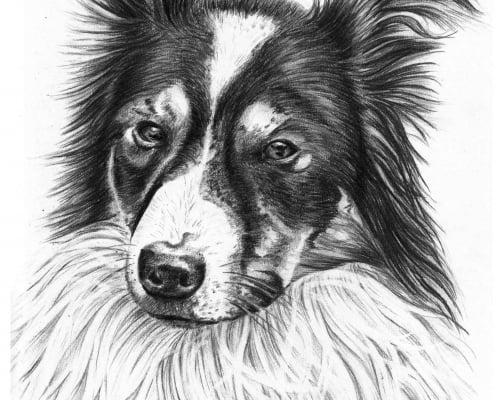 Portrait Drawing of Border Collie
