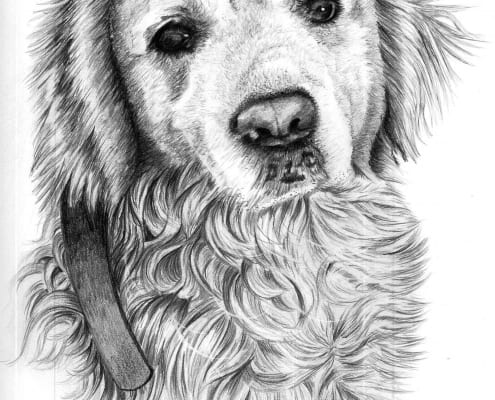 Dog Portrait in Pencil