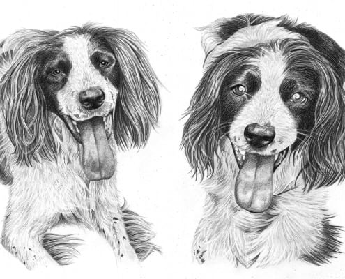Pencil Drawing of Two Dogs