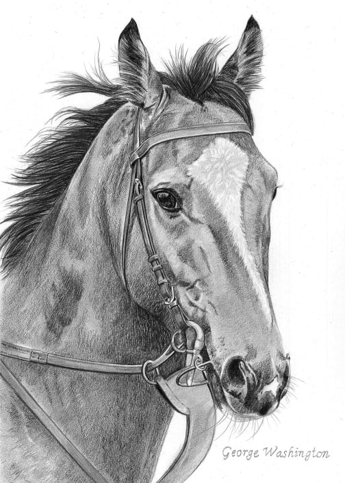Pencil Drawing of Horse, George Washington