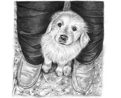 Pencil Drawing of Golden Retriever Puppy
