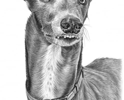 Pencil Drawing of Greyhound