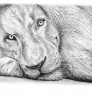 Pencil Drawing of Haldir the White Lion