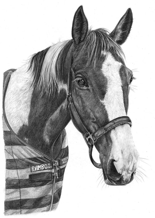 Pencil Drawing of Horse 2