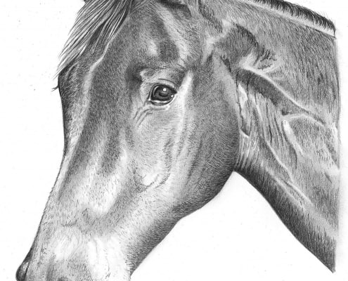 Pencil Portrait of Horse