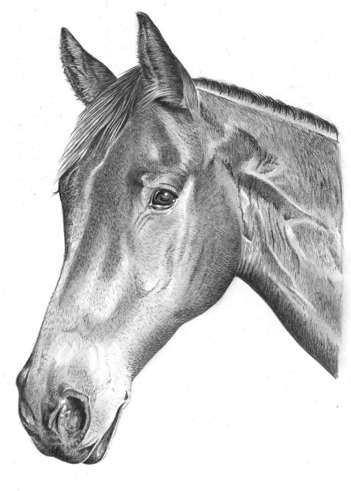 Pencil Portrait of Horse