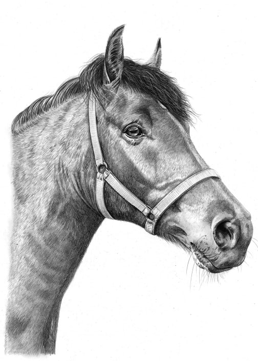Pencil Sketch of Horse 2