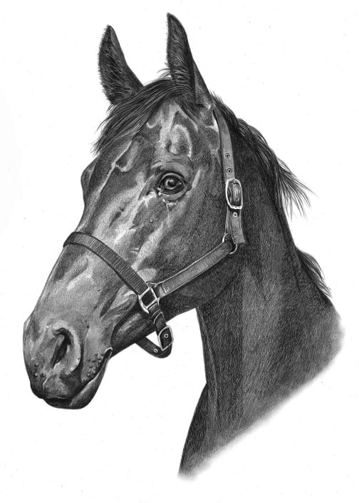 Portrait Drawing of Horse