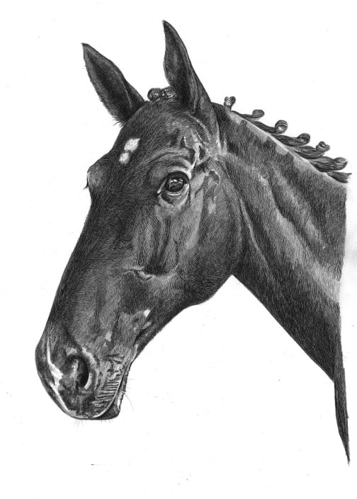 Portrait Drawing of Horse