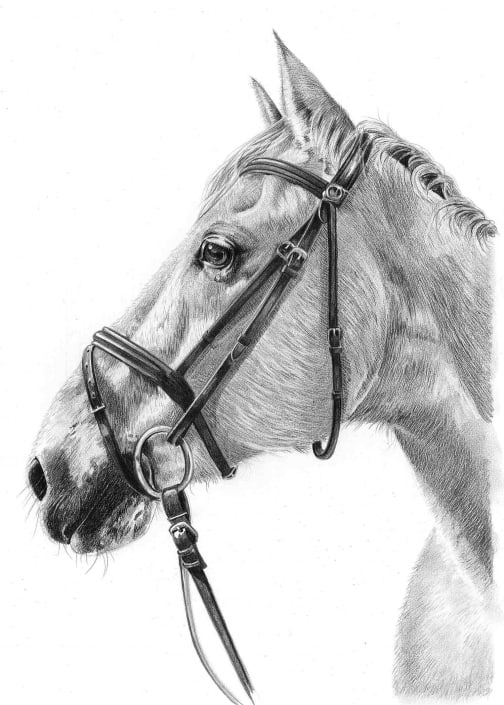 Portrait Sketch of Horse