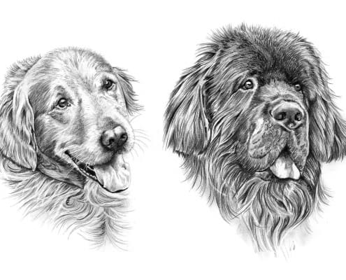 Pencil Drawing of Golden Retriever and Newfoundland Dogs