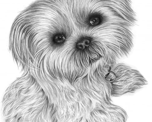 Pencil Portrait of Shih Tzu