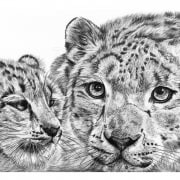 Pencil Drawing of Snow Leopard with Cub