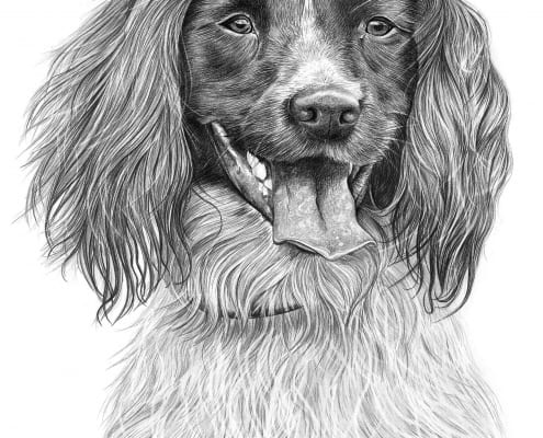 Pencil Drawing of Spaniel Dog