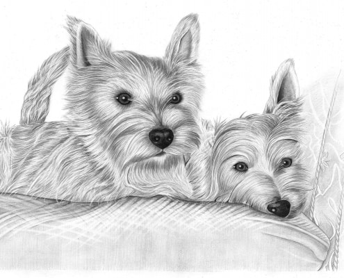 Pencil Portrait of Two Terriers