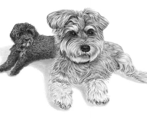 Pencil Portrait of Two Dogs