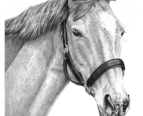Pencil Drawing of Horse, Waterford Star
