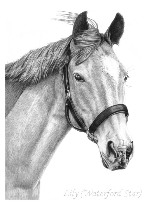 Pencil Drawing of Horse, Waterford Star