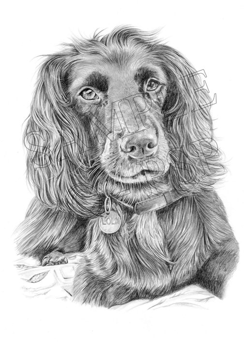 Dog Pencil Portrait by UK Pencil Portrait Artist Pencil portrait of a dog by UK pencil portrait artist Angela Maher