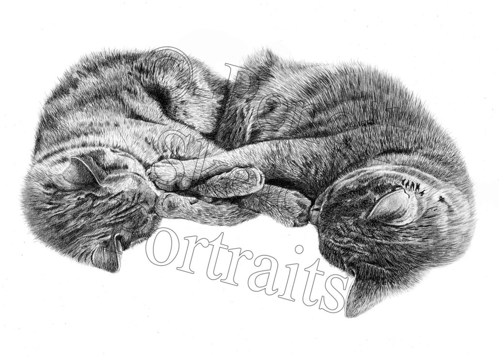 Black and White Pencil Drawing of Two Cats Black and white pencil drawing of two cats