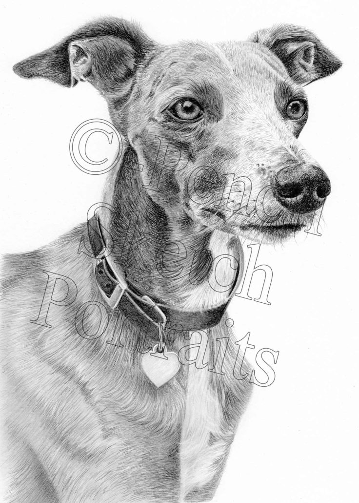 Custom pencil portrait of a Greyhound dog showing realistic detail