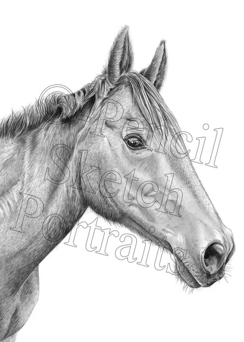 Personalised pencil drawing of a horse’s head created from a photo