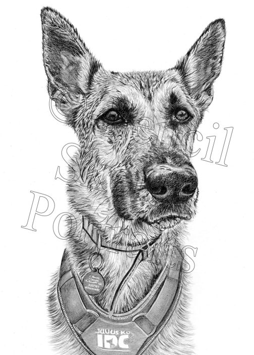 Custom pencil pet portrait of a German Shepherd drawn from a photograph.