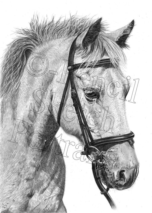 Hand-drawn pencil portrait of a horse in bridle, drawn from a photograph