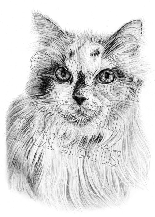 Hand-drawn pencil portrait of a long-haired cat from a photo