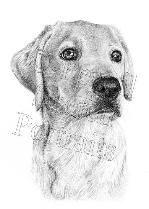 Pencil dog portrait of a Golden Retriever drawn from a photograph