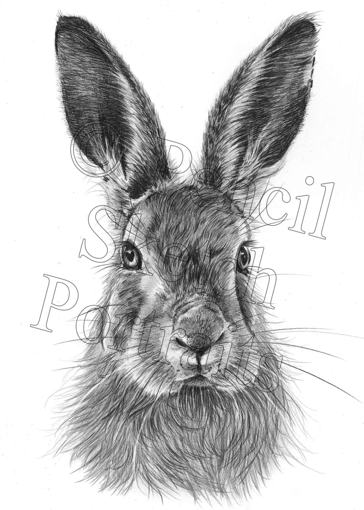 Rabbit Portraits UK | Custom Pencil Rabbit Drawings