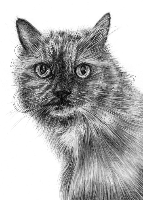 Custom pencil pet portrait of a Siberian cat drawn from a photo