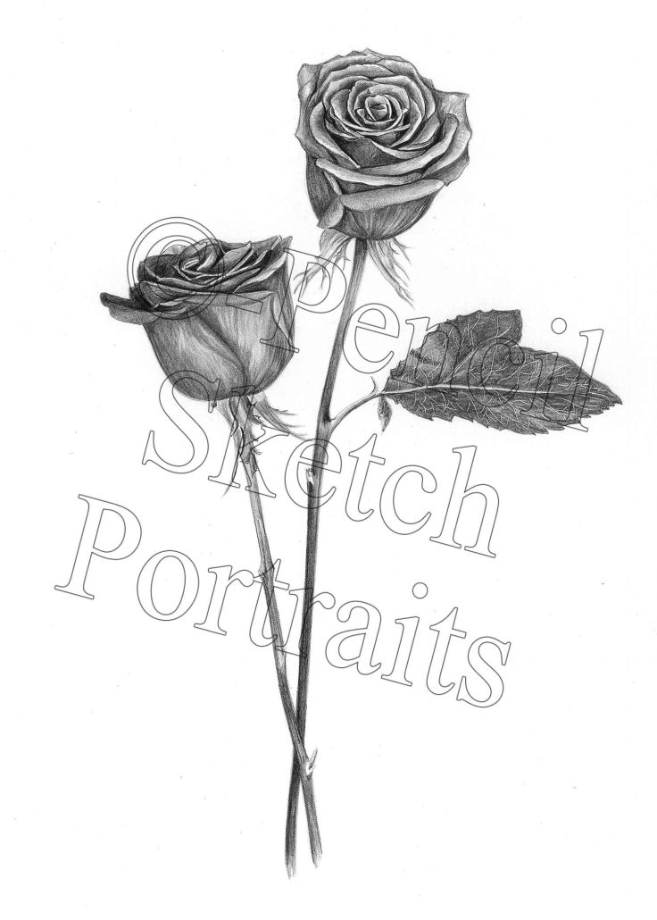 Valentine’s Day Pencil Drawing of Red Roses Pencil drawing of two red roses for Valentine’s Day